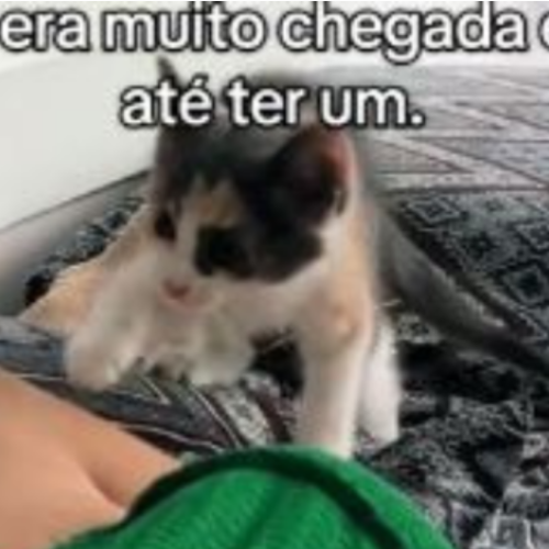 Gatinho não desgruda de tutora e toma atitude inesperada