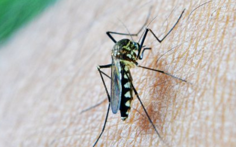 Dengue tem índice de mortalidade maior que Covid-19 em 2024