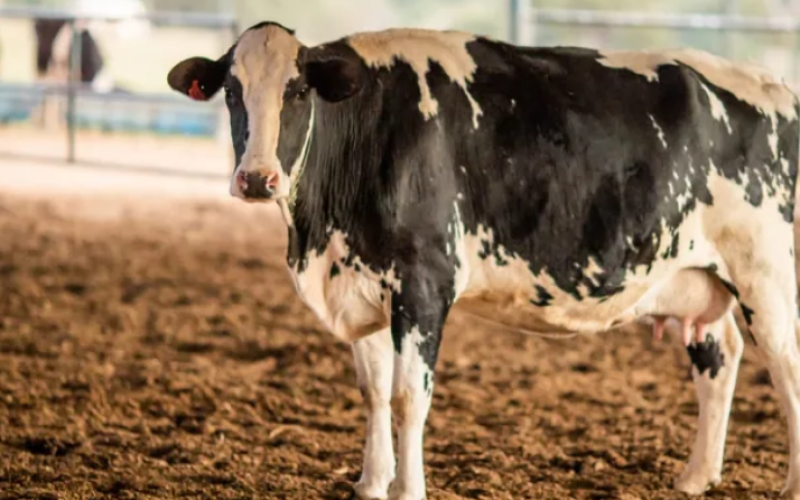 Homem tenta violentar sexualmente uma vaca, leva coice e morre