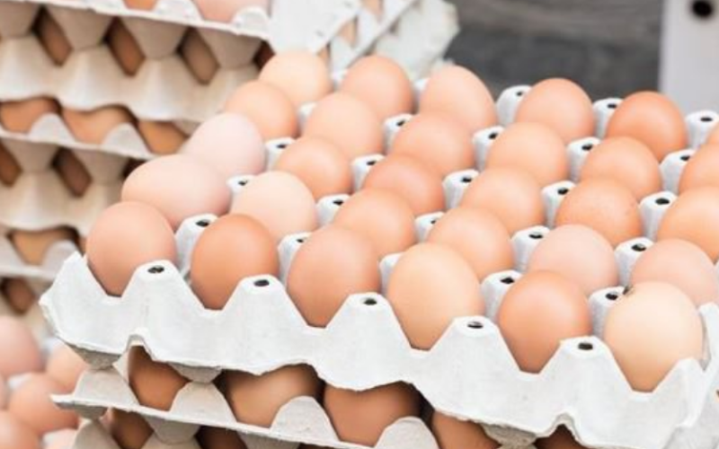 Inflação: Aumento no preço do ovo influencia na procura por alternativas ricas em proteína