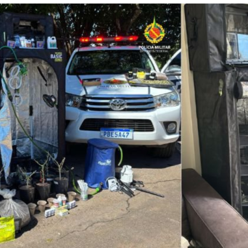 Cultivo de maconha é descoberto em apartamento durante ocorrência de violência doméstica