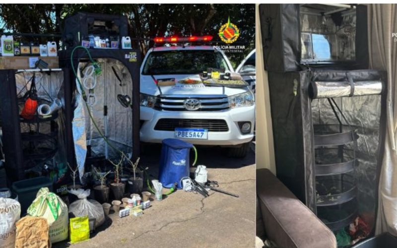 Cultivo de maconha é descoberto em apartamento durante ocorrência de violência doméstica