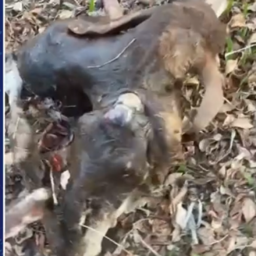 ANDORINHA: Bezerro nasce com duas cabeças