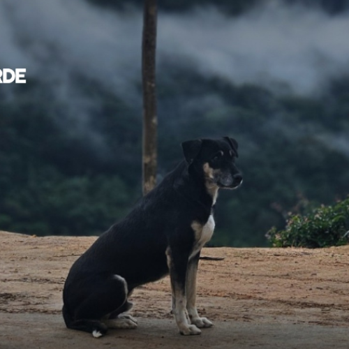 Multa de até 10 mil para quem deixar animal mais de 36 horas sozinho
