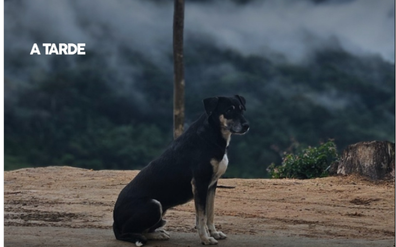Multa de até 10 mil para quem deixar animal mais de 36 horas sozinho