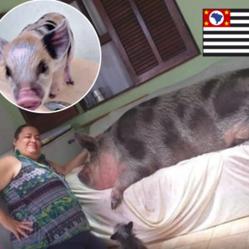 Moradora compra “mini porco”, é enganada e animal cresce até 250 kg no litoral de SP