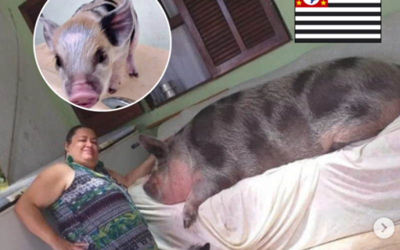 Moradora compra “mini porco”, é enganada e animal cresce até 250 kg no litoral de SP