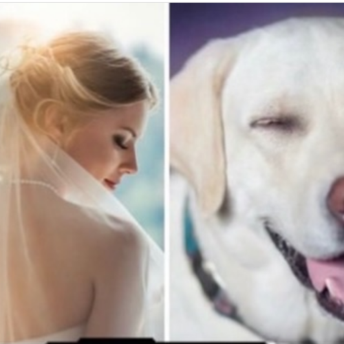 Homem cancela casamento após noiva quase matar seu cachorro durante despedida de solteira