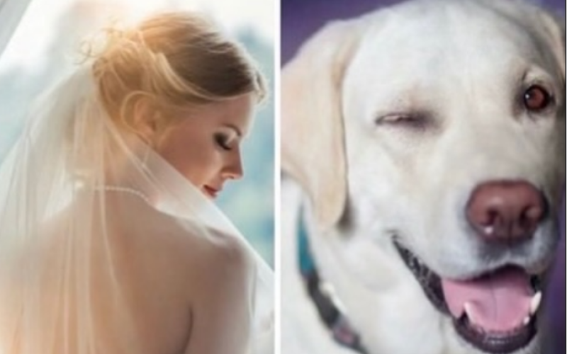 Homem cancela casamento após noiva quase matar seu cachorro durante despedida de solteira