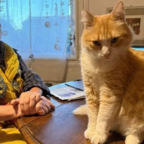 Gato francês foi colocado em prisão domiciliar