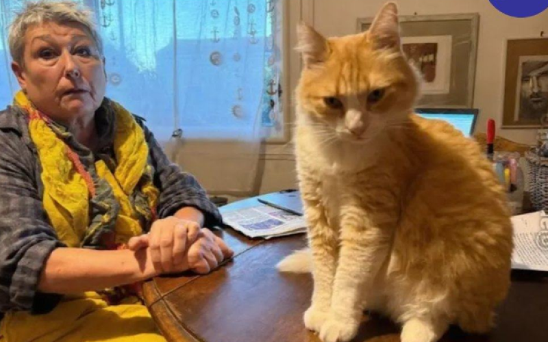 Gato francês foi colocado em prisão domiciliar