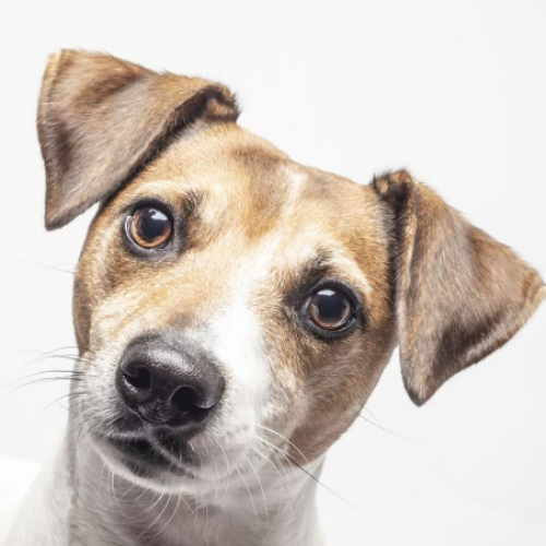 Multa de 10 mil para quem deixar pet sozinho