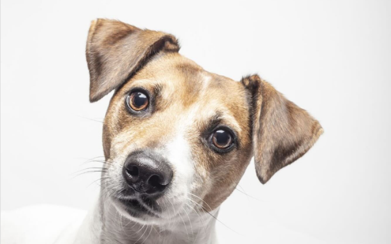 Multa de 10 mil para quem deixar pet sozinho