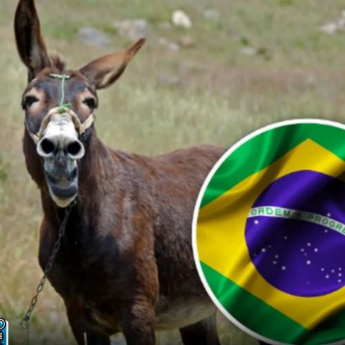 A população de jumentos no Brasil entrou em colapso