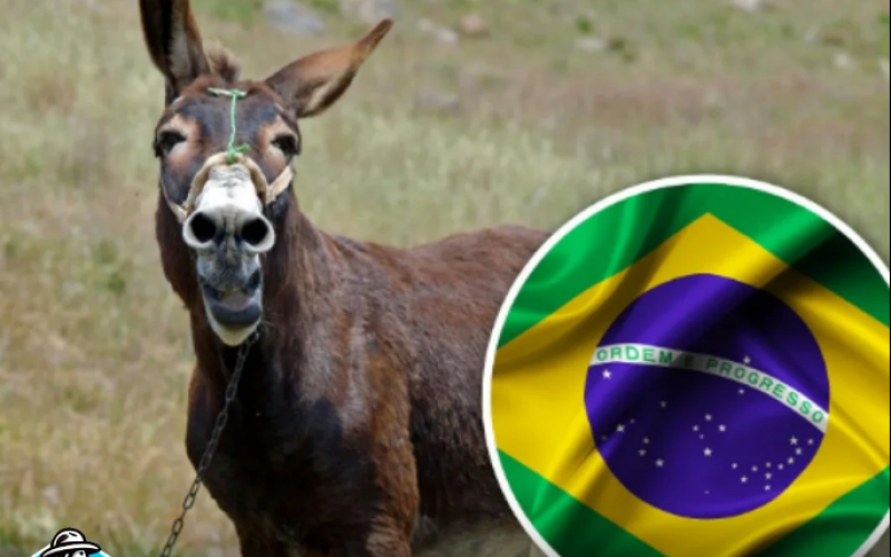 A população de jumentos no Brasil entrou em colapso