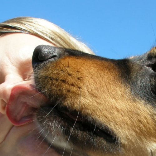 Saliva de cachorro pode transmitir doenças