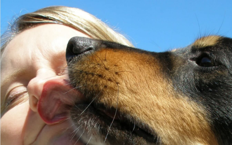 Saliva de cachorro pode transmitir doenças
