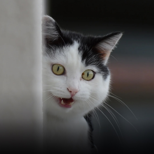 Gatos não gostam de visitas