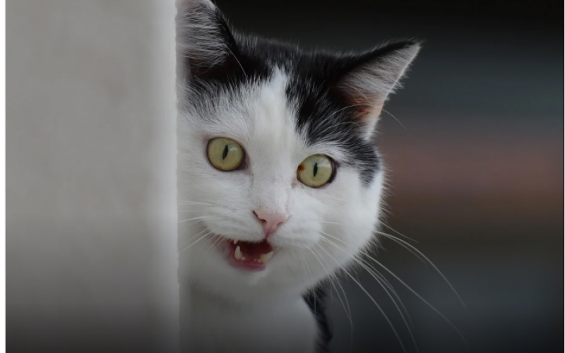 Gatos não gostam de visitas