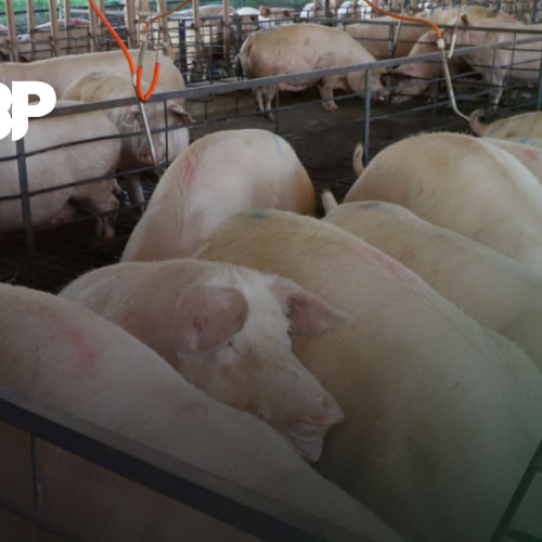 Exportação de carne suína bate recorde