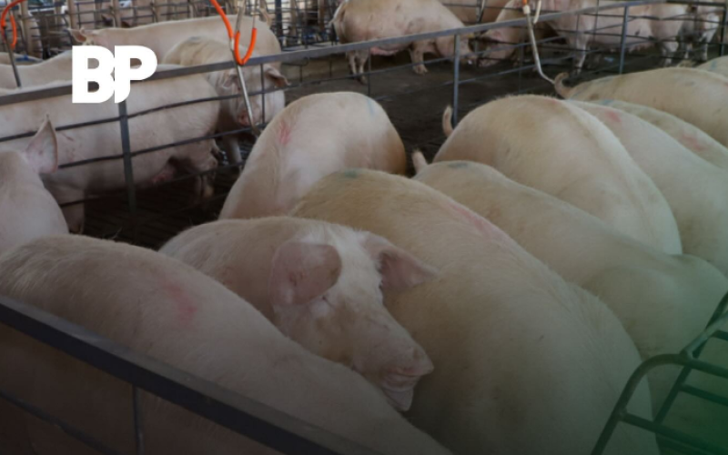 Exportação de carne suína bate recorde
