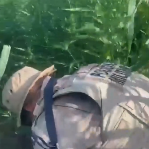 Mais de 30 mil pés de maconha são destruídos pela Polícia Militar em Curaçá, no norte da Bahia