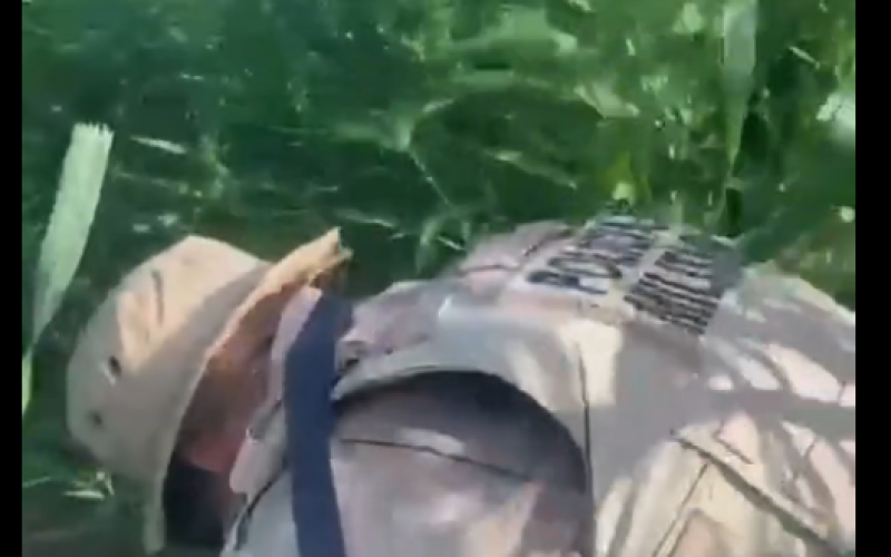 Mais de 30 mil pés de maconha são destruídos pela Polícia Militar em Curaçá, no norte da Bahia