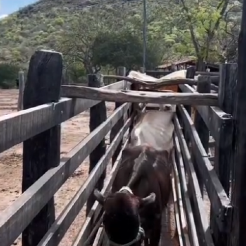 Caso de raiva animal registrada em Andorinha