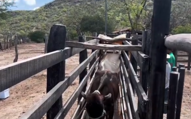 Caso de raiva animal registrada em Andorinha