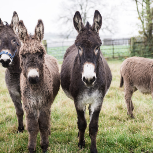 Leite de jumenta ganha força no Brasil e pode virar ouro branco na pecuaria