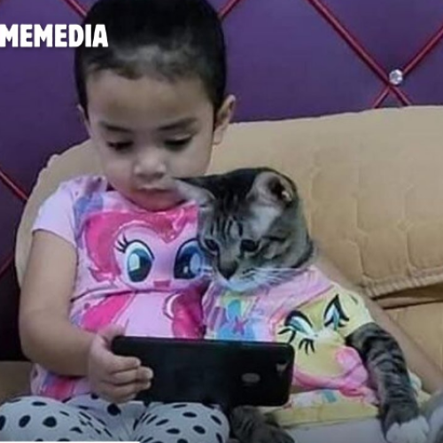 Pai compra gato para afastar filha do celular