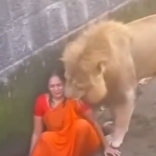 Mulher cai em jaula mais escapa ilesa