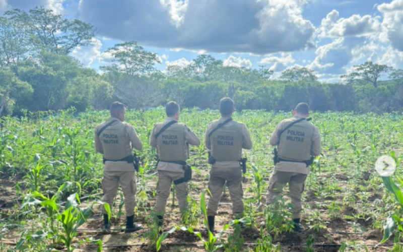 Operação conjunta erradica mais de 4 mil pés de maconha na zona rural de Senhor do Bonfim