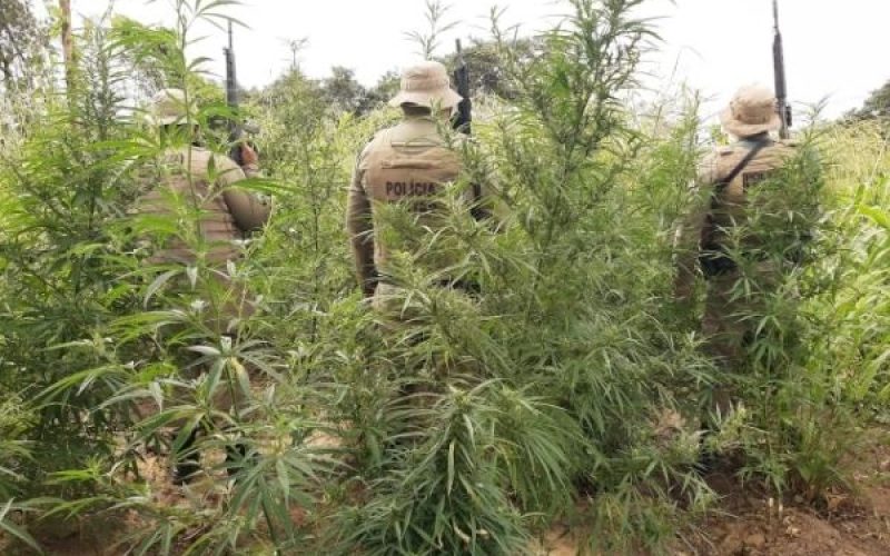 Polícia Militar erradica plantação de maconha em Curaça no norte da Bahia