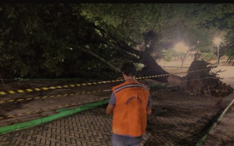 Árvore centenária é derrubada por forte chuva em Senhor do Bonfim e Prefeitura age para minimizar transtorno