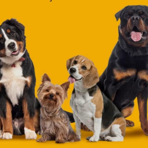 Prefeitura de Senhor do Bonfim realiza mutirão de castração de cães nos dias 21 e 22 de março