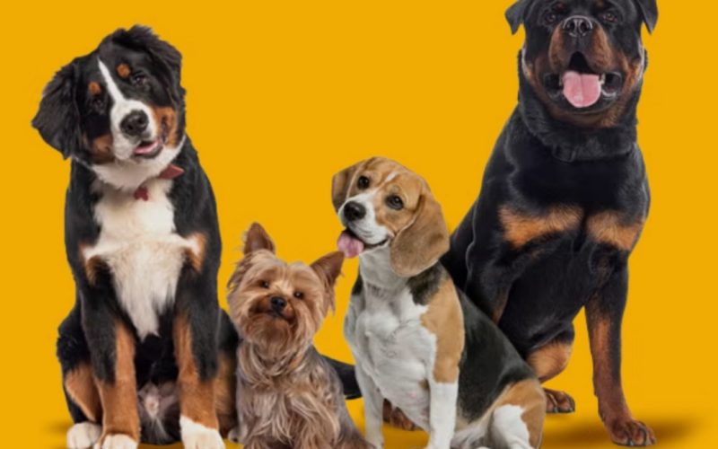 Prefeitura de Senhor do Bonfim realiza mutirão de castração de cães nos dias 21 e 22 de março