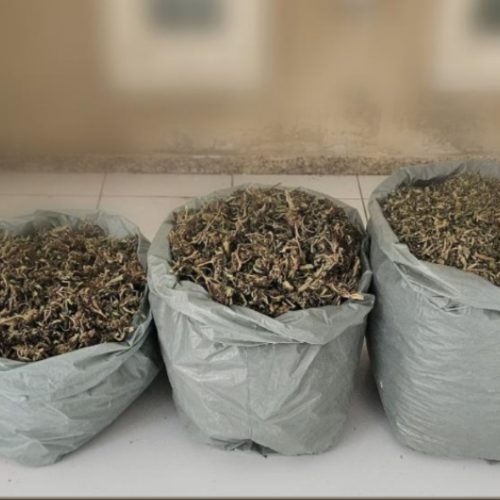 PM apreende cerca de 4,5 kg de maconha e prende suspeito por tráfico em Campo Formoso