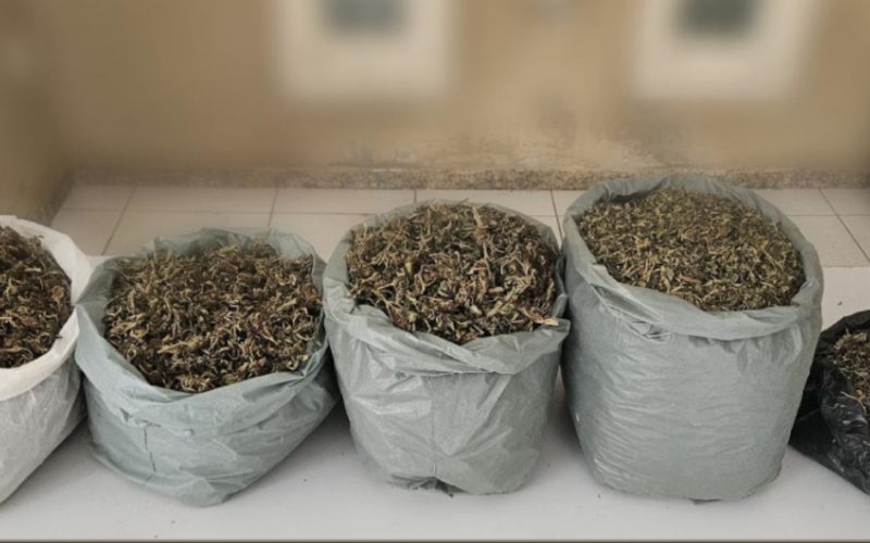 PM apreende cerca de 4,5 kg de maconha e prende suspeito por tráfico em Campo Formoso