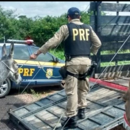 PRF é atingido por coice de jumento