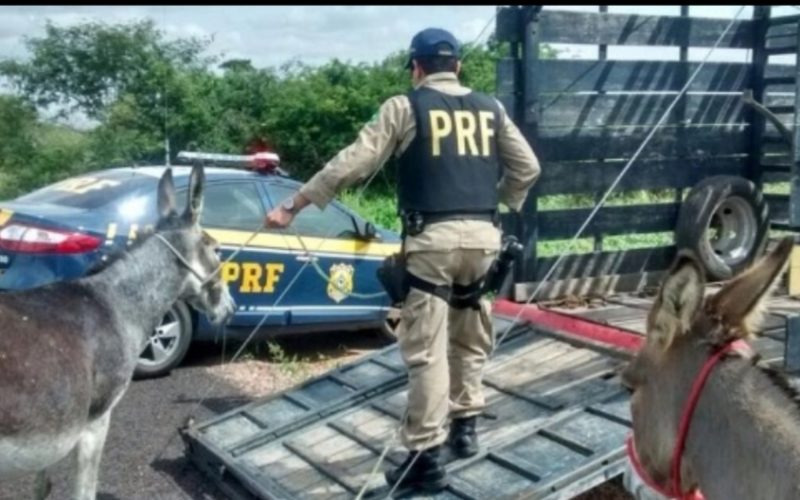 PRF é atingido por coice de jumento