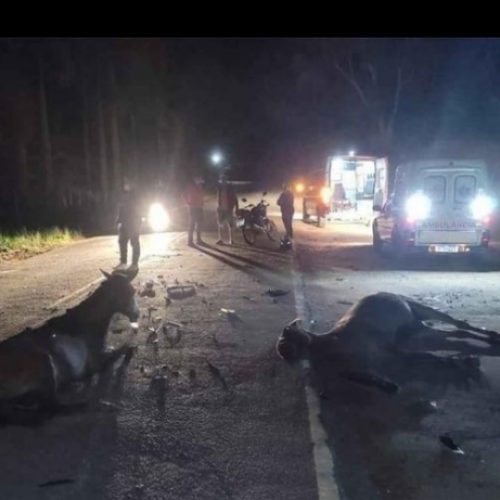 Acidente com animais na pista resultou em morte no município de Campo Formoso