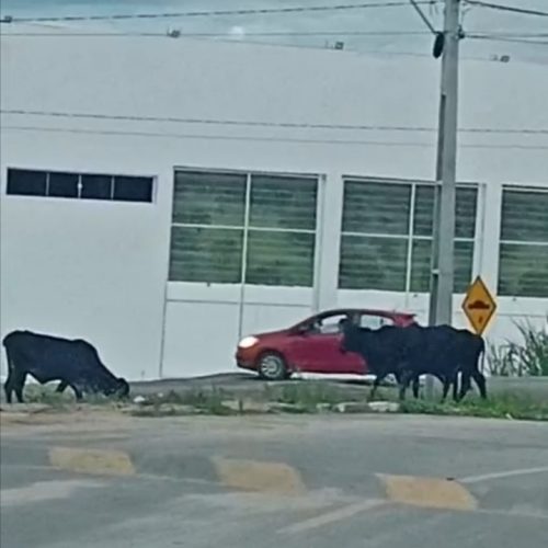 Animais soltos na BA preocupam motoristas em Senhor do Bonfim