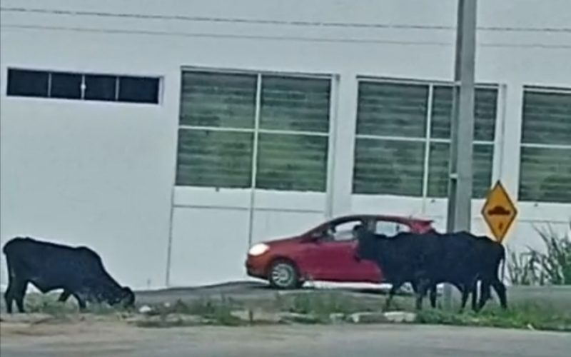 Animais soltos na BA preocupam motoristas em Senhor do Bonfim