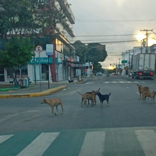 Mesmo com implantação do canil municipal, população de cães nas ruas ainda preocupa em Senhor do Bonfim
