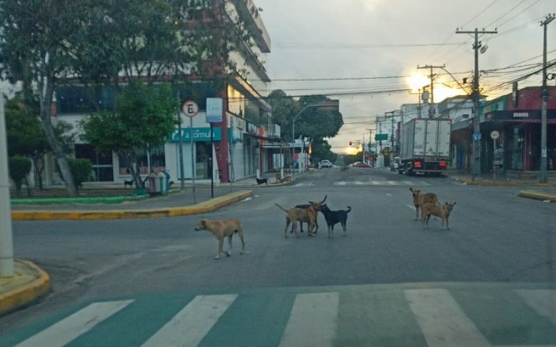 Mesmo com implantação do canil municipal, população de cães nas ruas ainda preocupa em Senhor do Bonfim