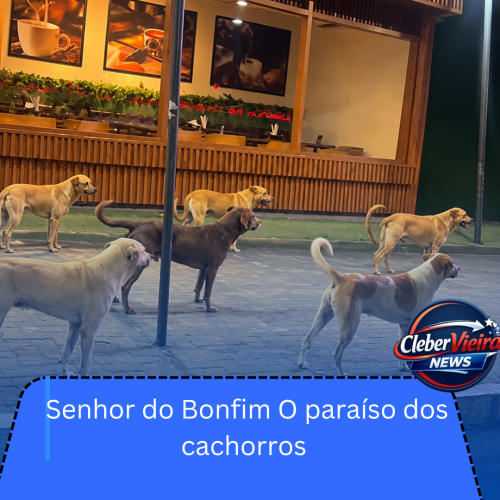 CÃES SOLTOS NO CENTRO DE SENHOR DO BONFIM GERAM RECLAMAÇÕES E PREOCUPAM MORADORES