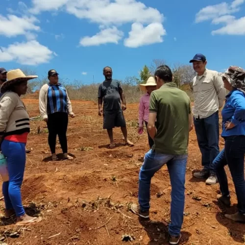 Implantação de maniveiros garante aumento de produção e produtividade de mandioca no Sudoeste Baiano