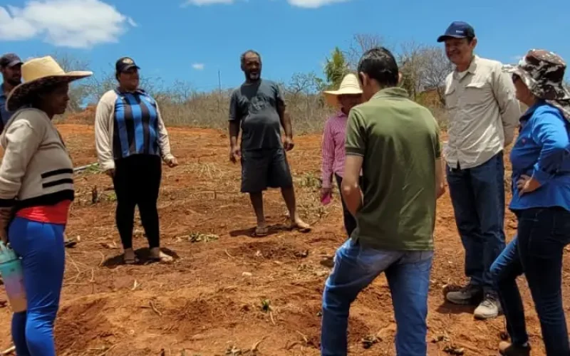 Implantação de maniveiros garante aumento de produção e produtividade de mandioca no Sudoeste Baiano