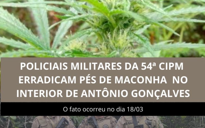 Erradicação de pés de maconha em Antônio Gonçalves